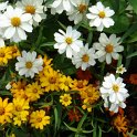 Zinnia angustifolia 'Star' melange